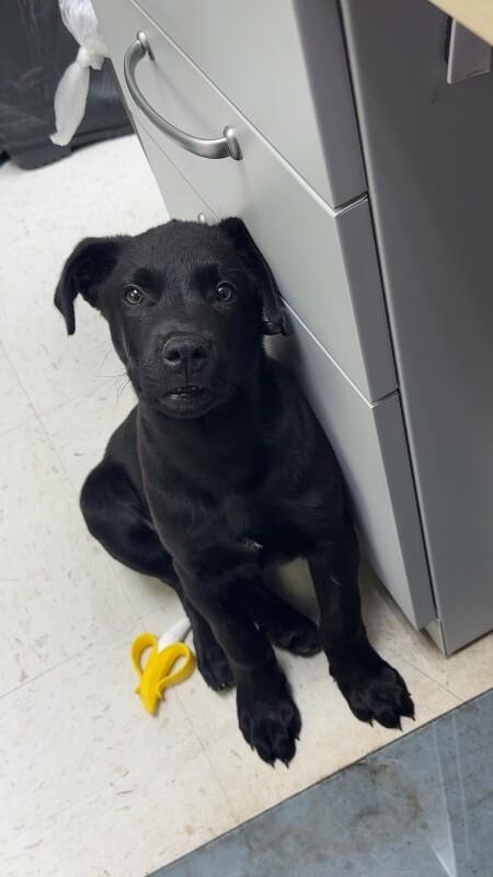 Alfalfa, a Adoptable Mixed Breed in Hobbs, NM image 6/6