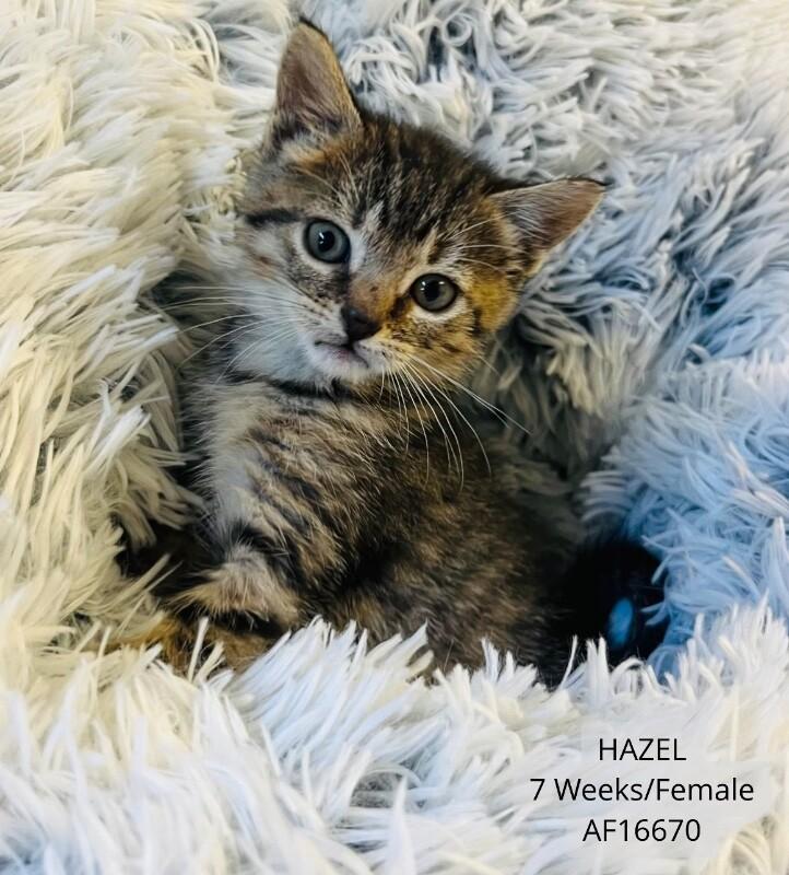 Hazel, Adoptable, Young Female Domestic Short Hair.