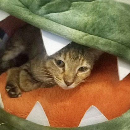 Unicorn, an adoptable Domestic Short Hair in Fort Worth, TX, 76102 | Photo Image 3