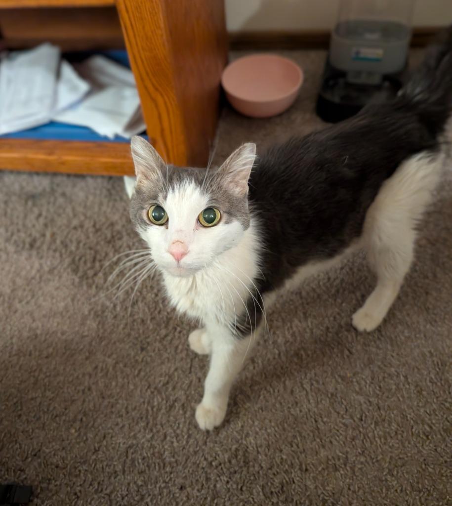 Loffel, Adoptable, Senior Female Domestic Short Hair.