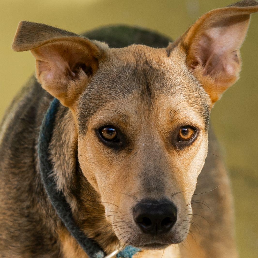 Enlarge Pach, a ADOPTABLE mixed breed in New York, NY image 4/6