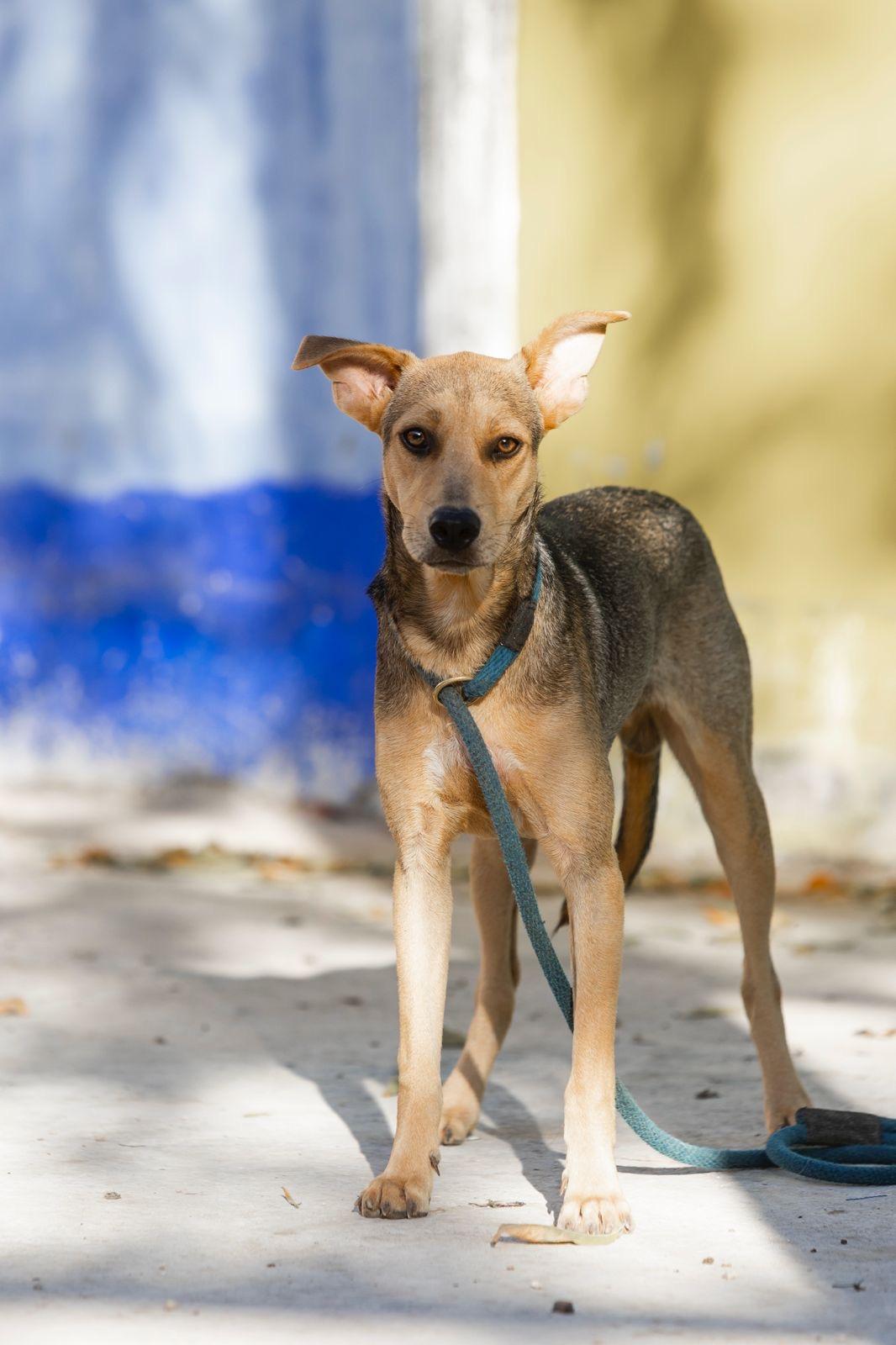 Enlarge Pach, a ADOPTABLE mixed breed in New York, NY image 5/6