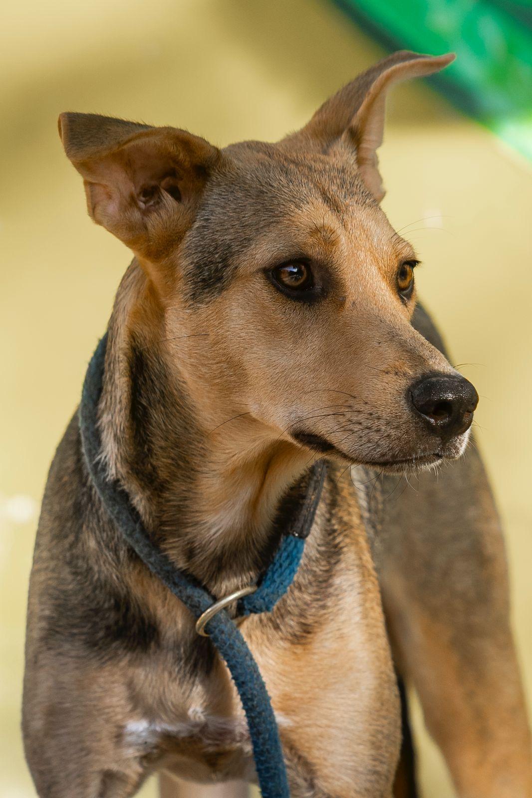 Enlarge Pach, a ADOPTABLE mixed breed in New York, NY image 6/6