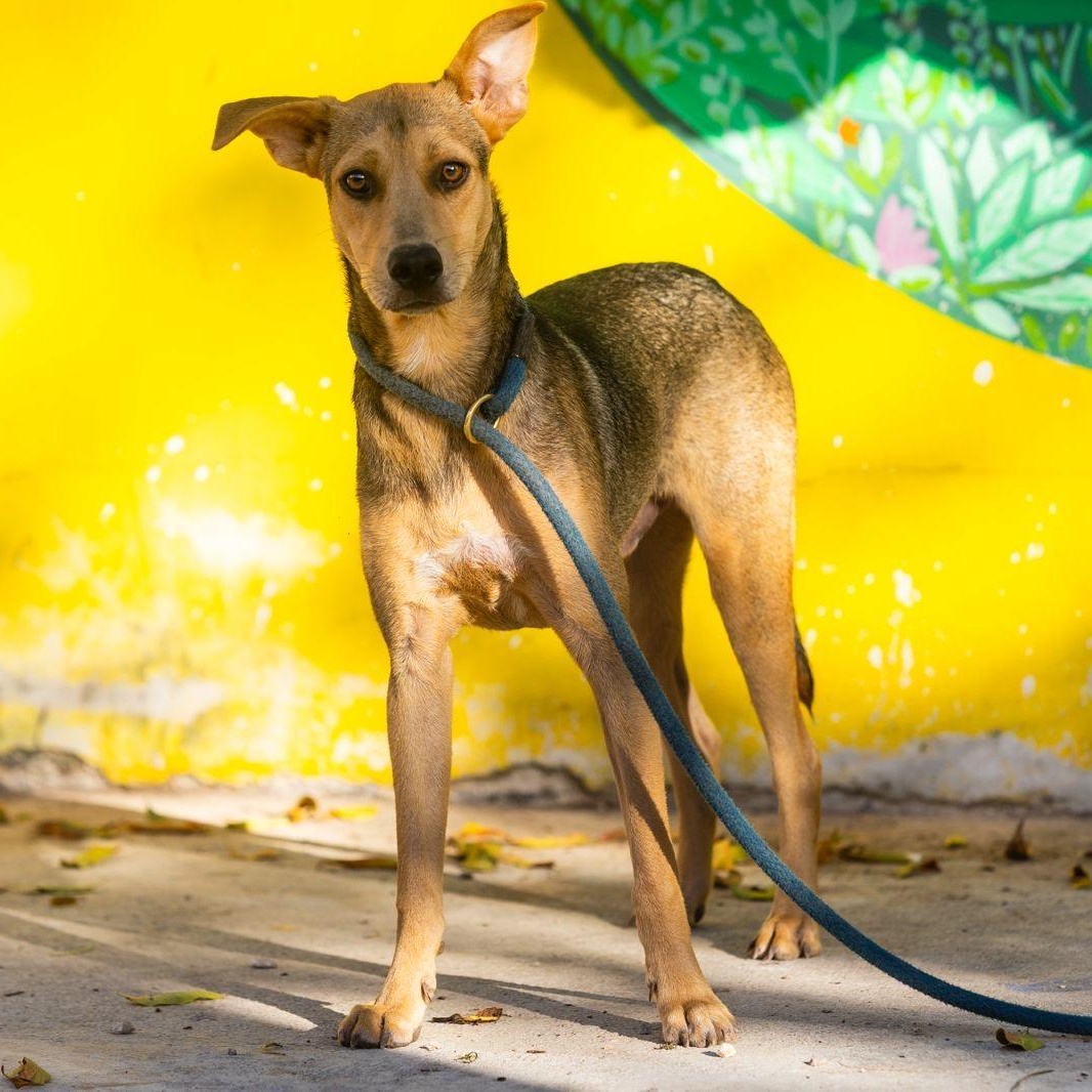 Pach, ADOPTABLE, Young Male Whippet & German Shepherd Dog.