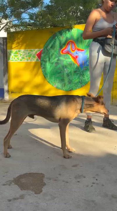 Enlarge Pach, a ADOPTABLE mixed breed in New York, NY video 2/6