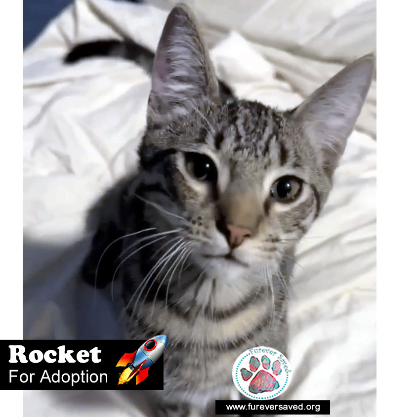 Rocket photo 1