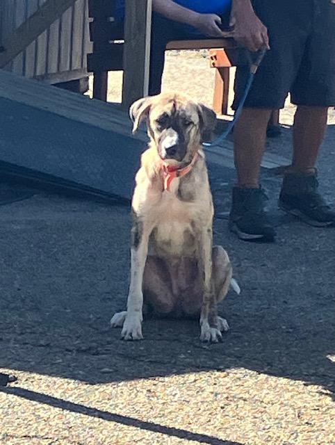 Enlarge DREA 258-26, a Adoptable mixed breed in Cambridge, OH image 2/5