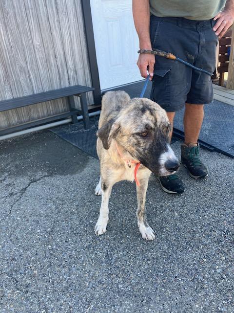 Enlarge DREA 258-26, a Adoptable mixed breed in Cambridge, OH image 5/5
