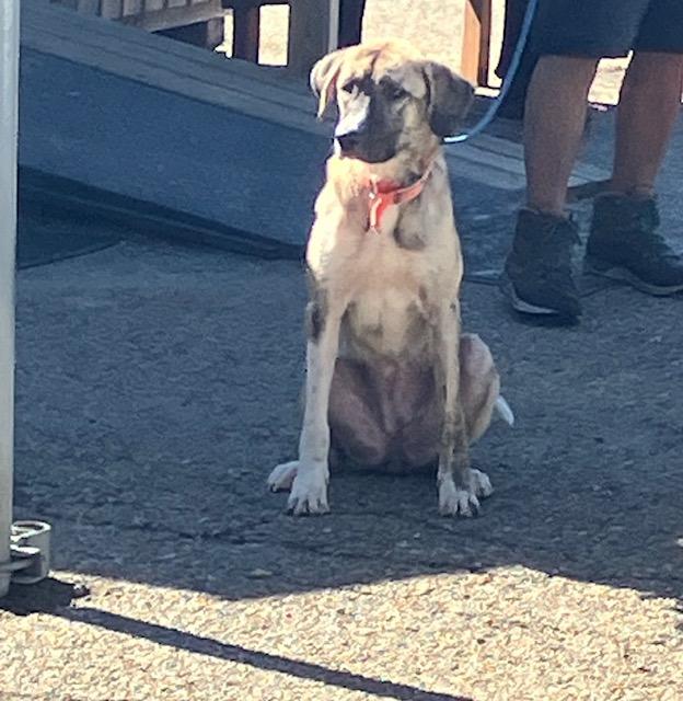 DREA 258-26, Adoptable, Young Female Great Dane.
