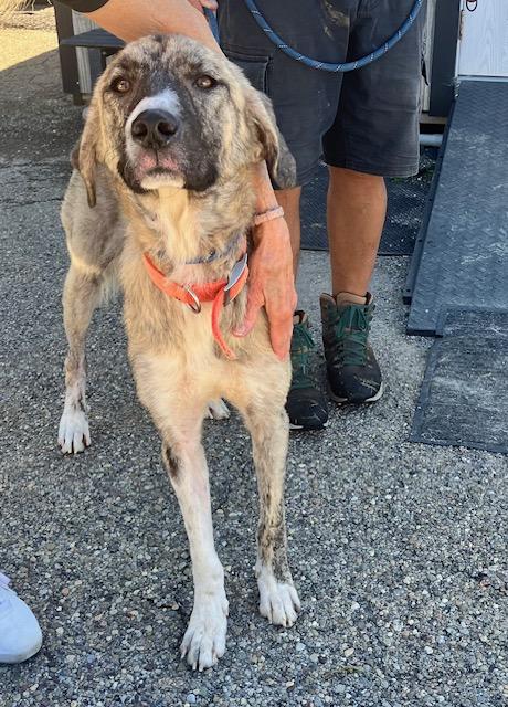 Enlarge DREA 258-26, a Adoptable mixed breed in Cambridge, OH image 4/5
