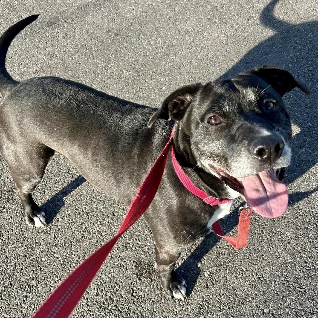 Benny, Adoptable, Adult Male Labrador Retriever.