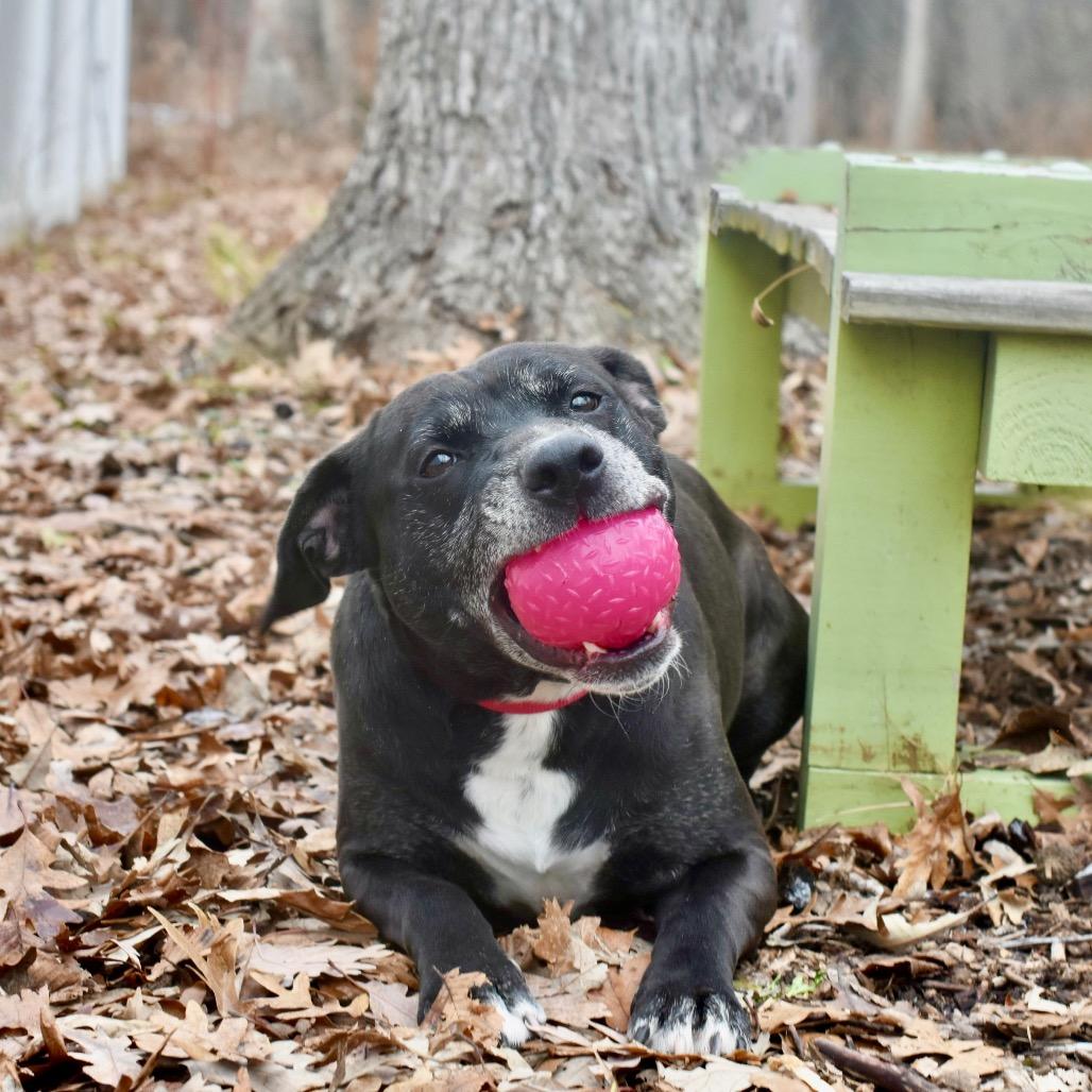 Enlarge Benny, a Adoptable mixed breed in Deerfield, IL image 3/5