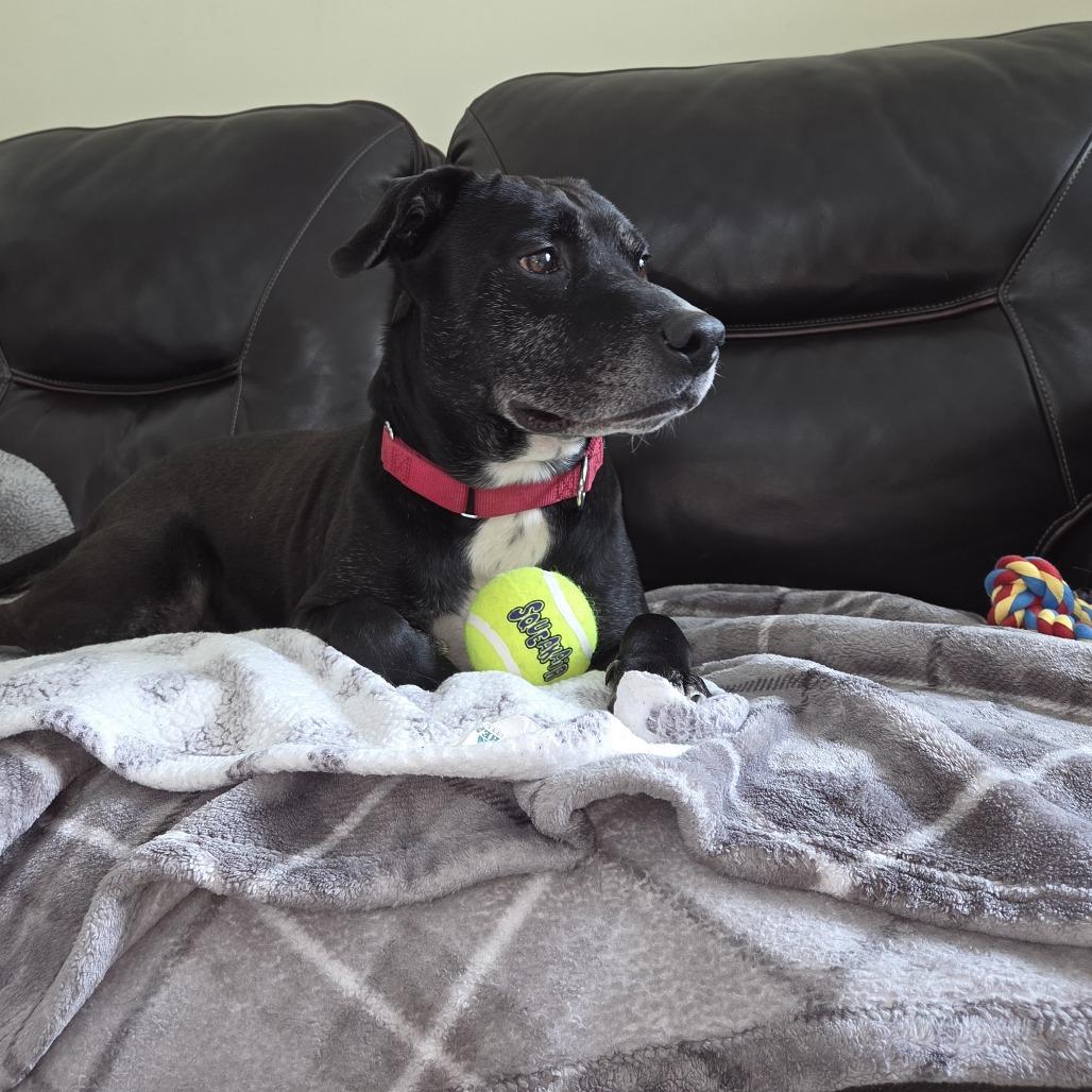 Enlarge Benny, a Adoptable mixed breed in Deerfield, IL image 4/6