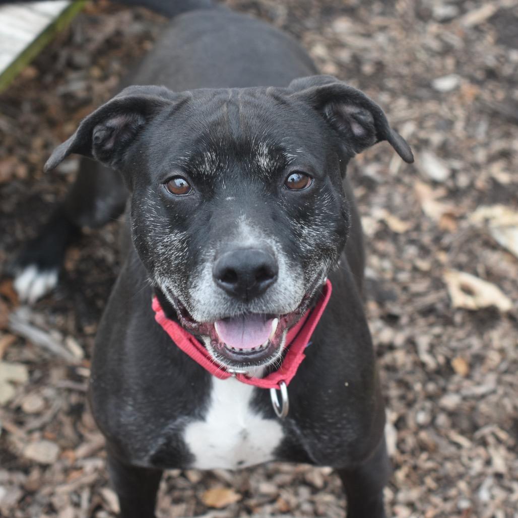 Enlarge Benny, a Adoptable mixed breed in Deerfield, IL image 4/5