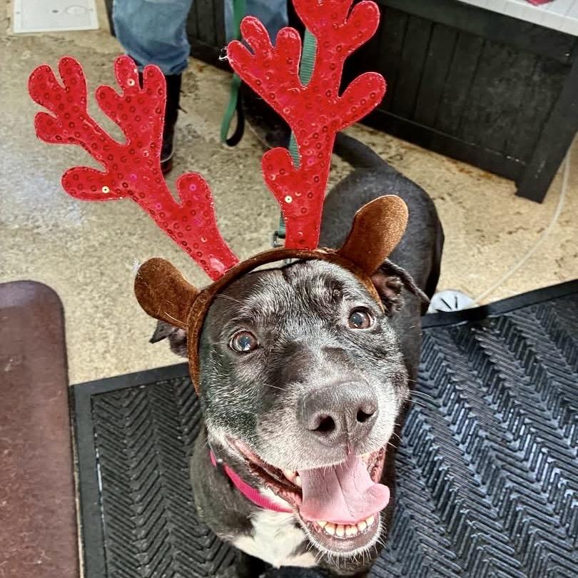 Enlarge Benny, a Adoptable mixed breed in Deerfield, IL image 5/5