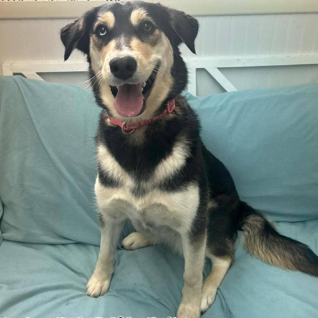 Skia, Adoptable, Young Female Husky.