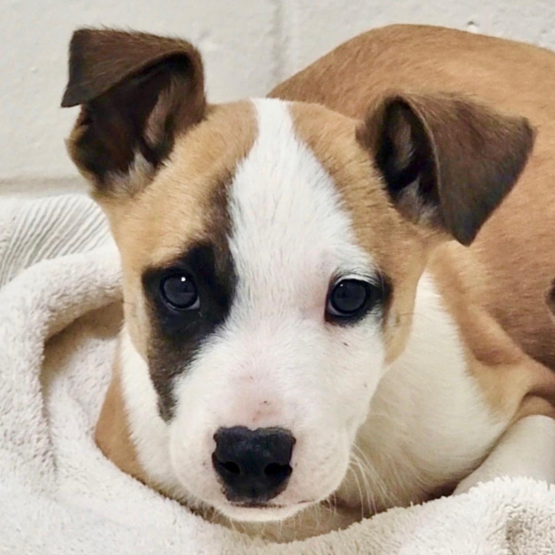 Peter Parker, an adopted Mixed Breed in Myrtle Beach, SC image 1/2