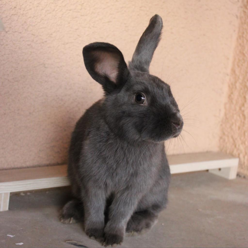 Feather, Adoptable, Adult Female American.