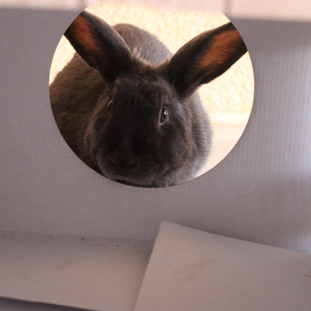 Enlarge Feather, a Adoptable American in Phoenix, AZ image 2/6