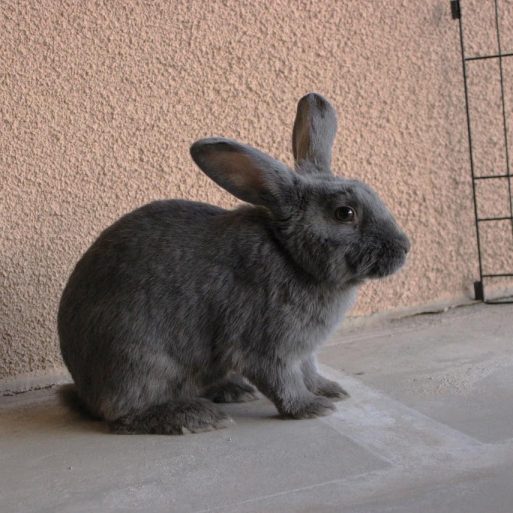 Enlarge Feather, a Adoptable American in Phoenix, AZ image 3/6