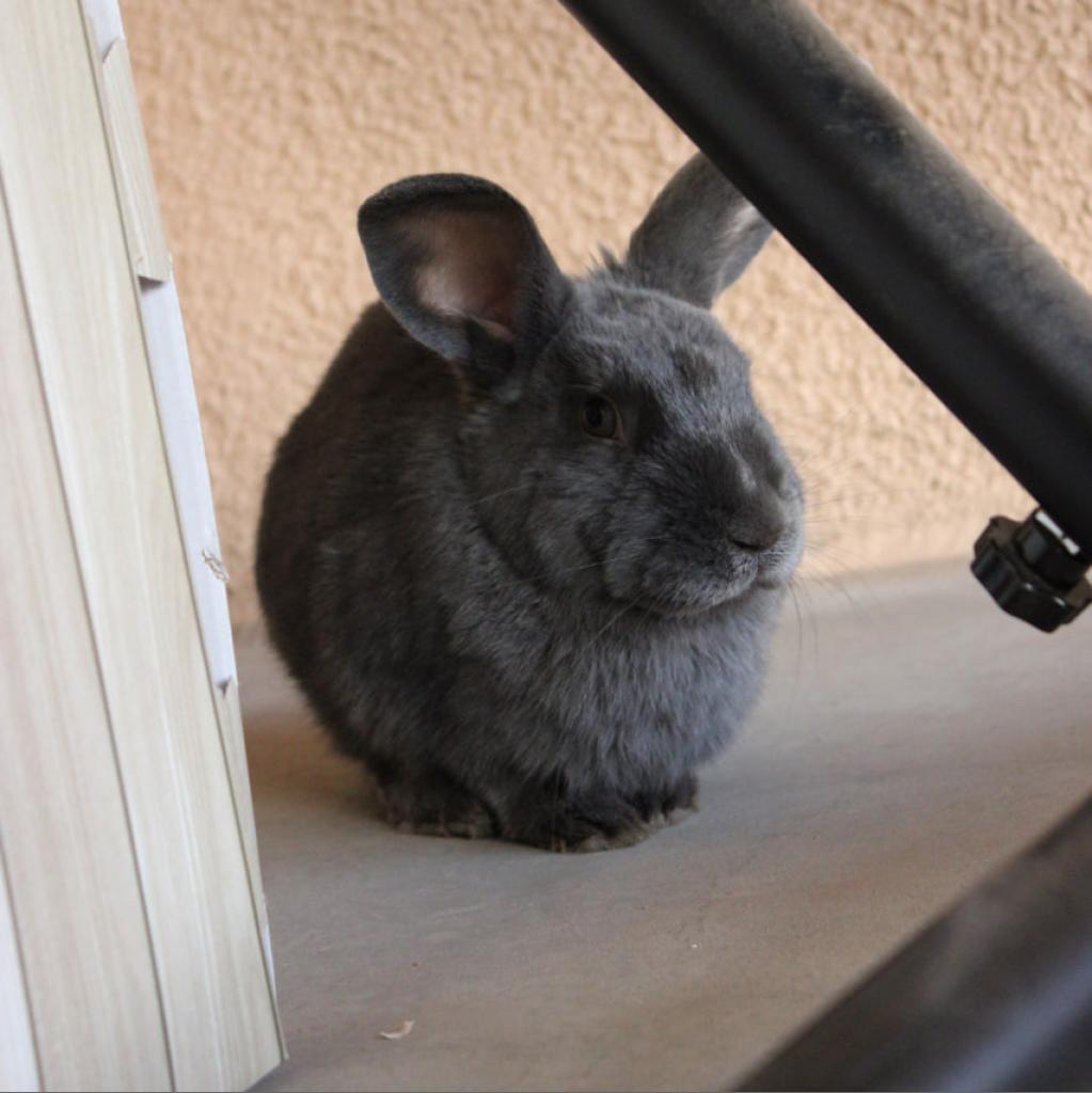 Enlarge Feather, a Adoptable American in Phoenix, AZ image 5/6
