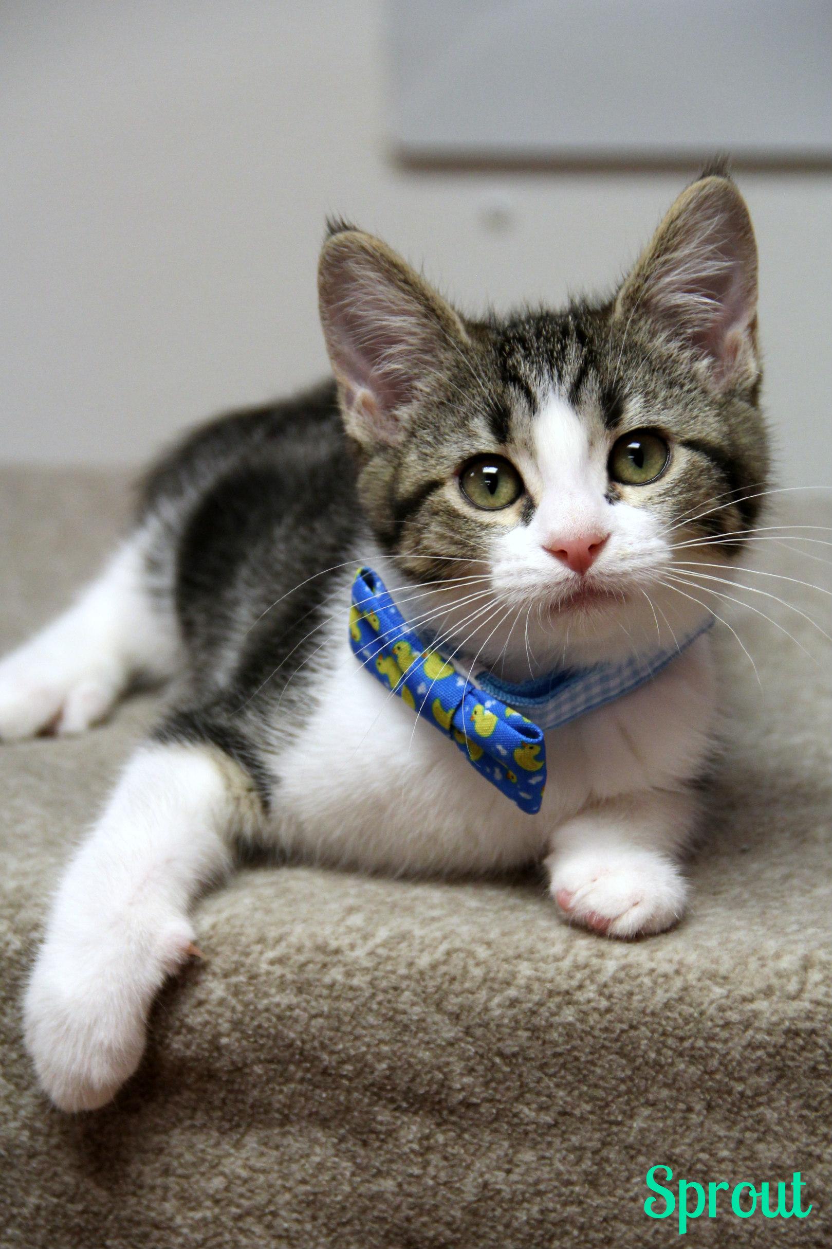 Sprout, ADOPTABLE, Kitten Male Domestic Short Hair.