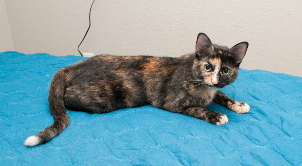 Kiki, a Adoptable Tortoiseshell in Westminster, CO image 3/4
