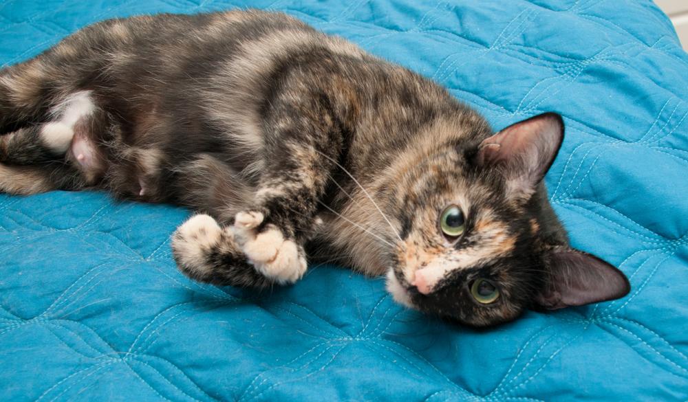 Kiki, a Adoptable Tortoiseshell in Westminster, CO image 4/4
