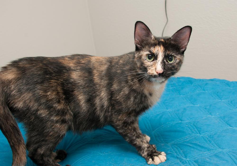 Kiki, a Adoptable Tortoiseshell in Westminster, CO image 2/4
