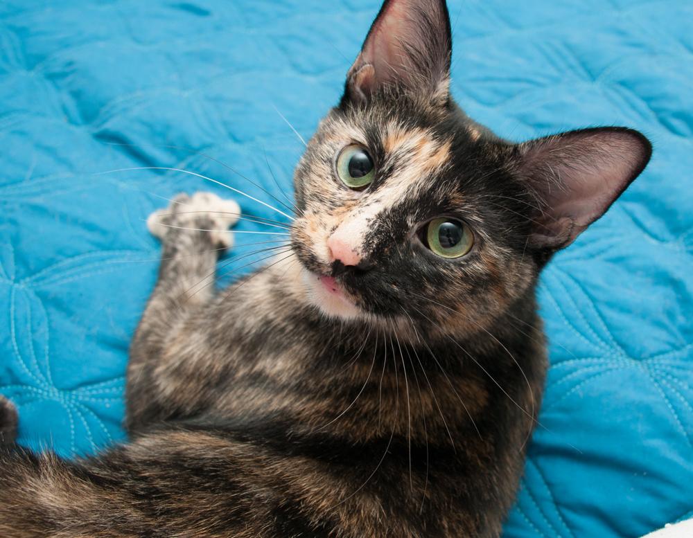 Kiki, Adoptable, Adult Female Tortoiseshell.