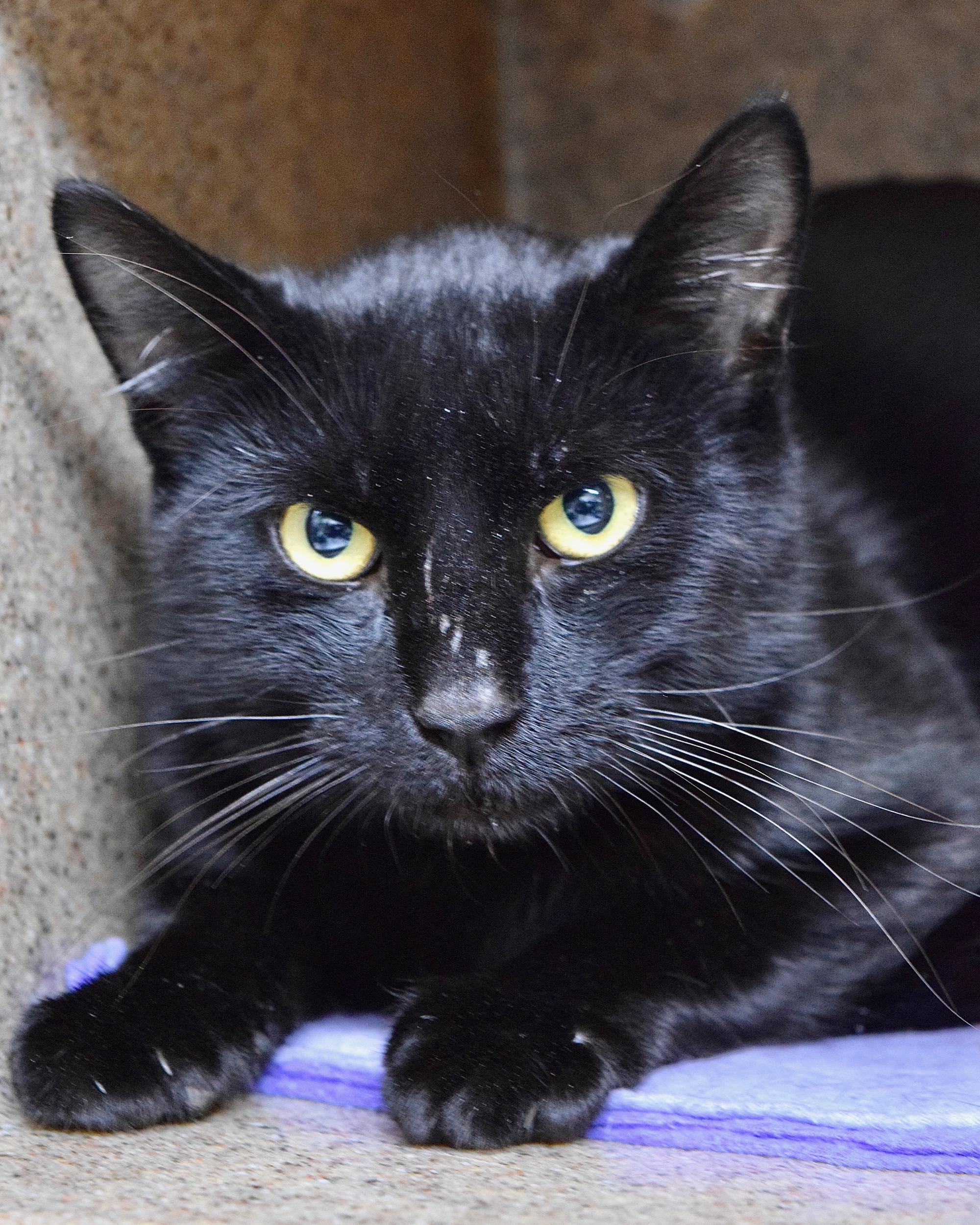 Enlarge Moonshine, a ADOPTABLE Domestic Short Hair in Dublin, CA image 1/1