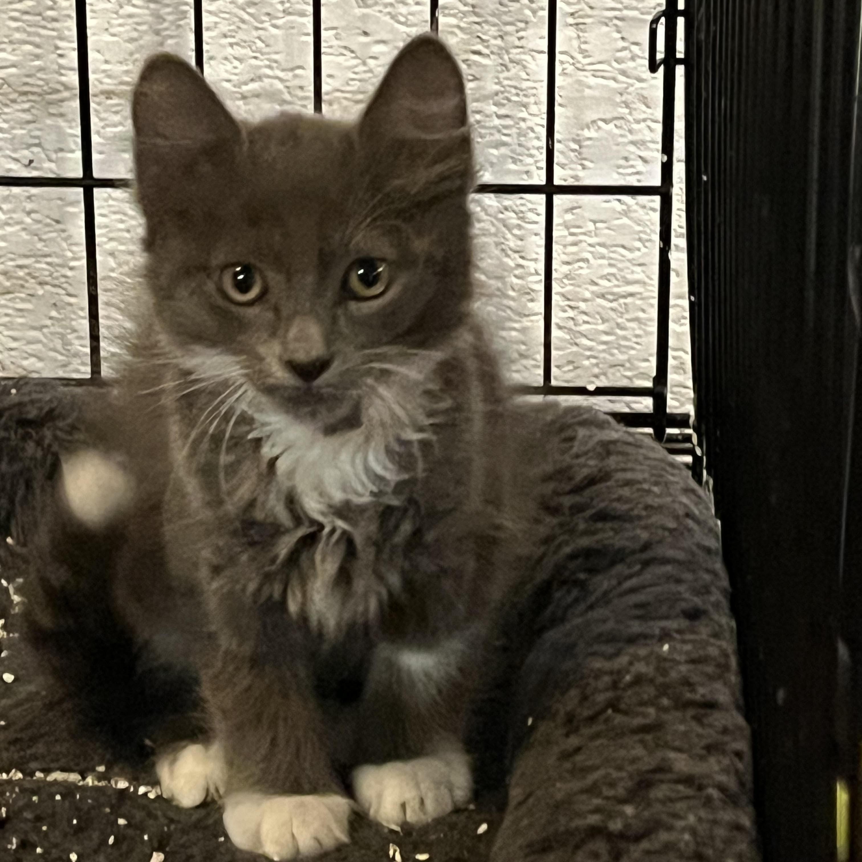 Daniel 6867, adopted, Kitten Male Domestic Short Hair.