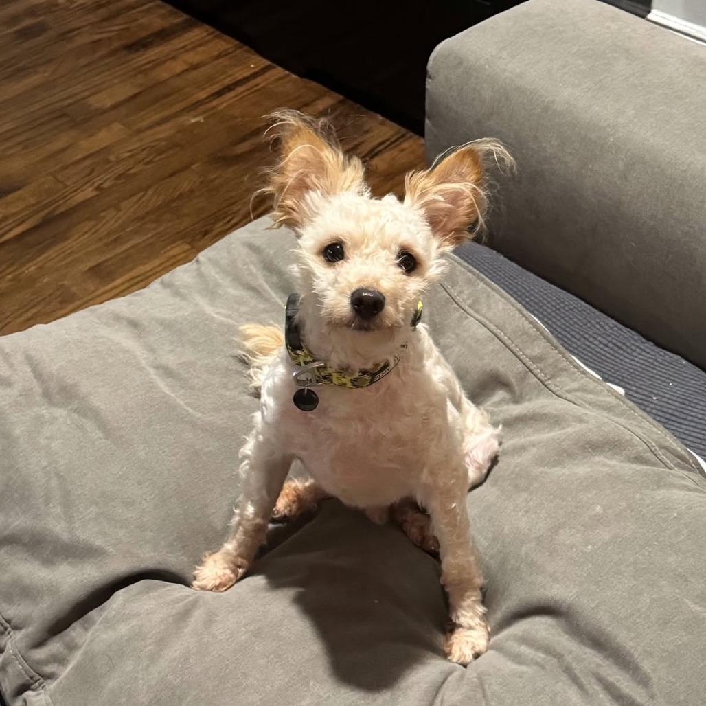 Winston, Adoptable, Adult Male Maltese & Mixed Breed.