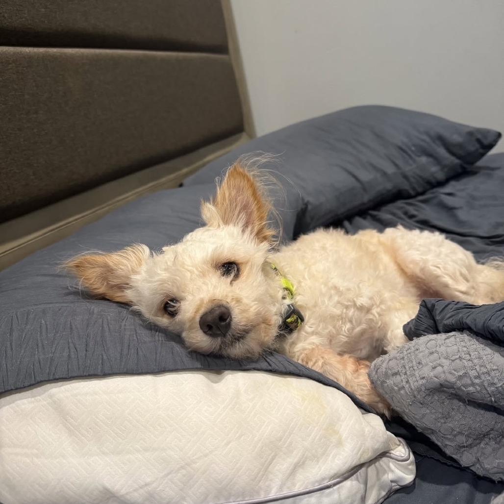 Enlarge Winston, a Adoptable mixed breed in Oceanside, NY image 4/5