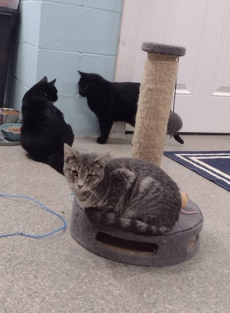 Enlarge Stormie, a Adoptable Domestic Short Hair in Warren, OH image 1/1