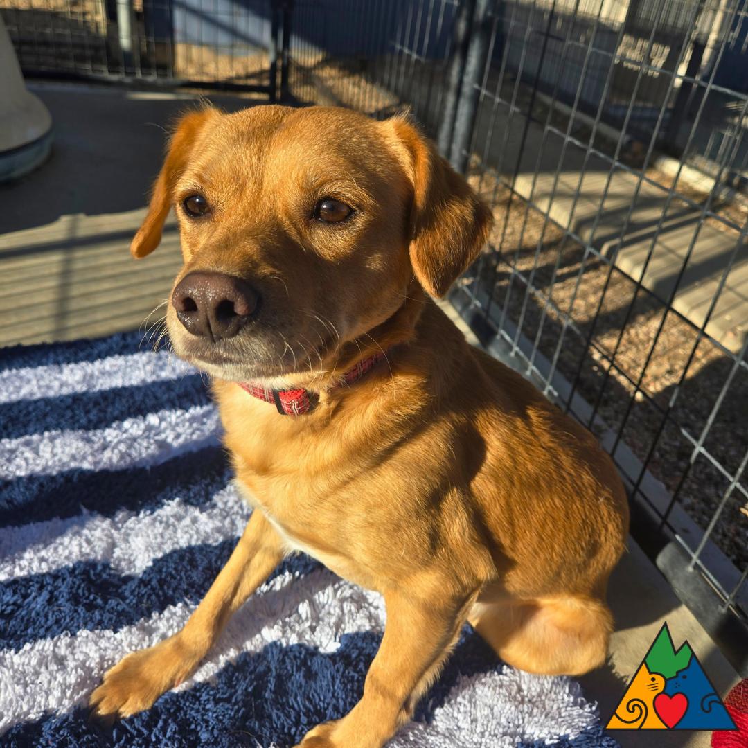 Enlarge Bob, a ADOPTABLE mixed breed in Douglas, WY image 2/3