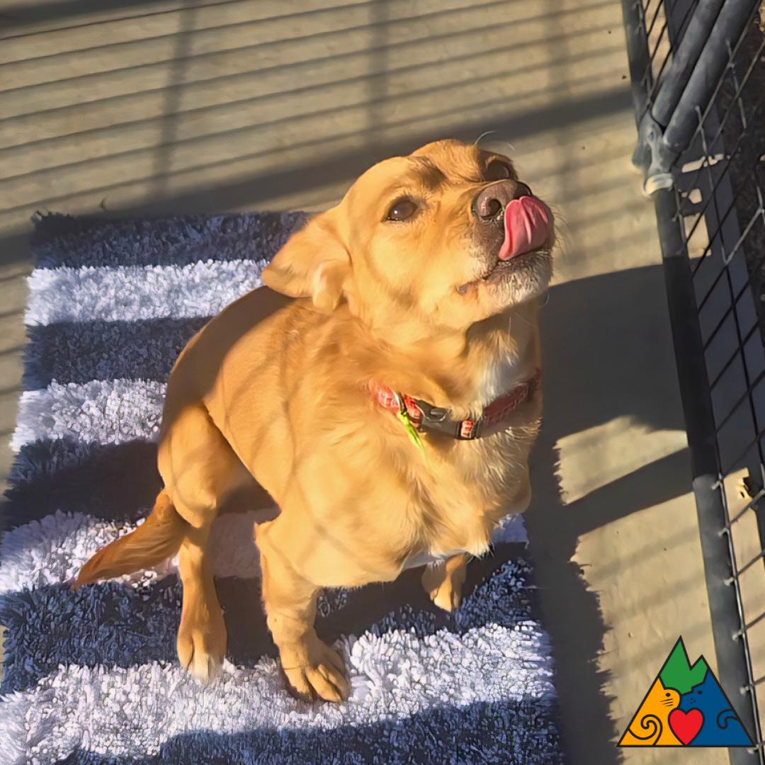 Enlarge Bob, a ADOPTABLE mixed breed in Douglas, WY image 1/3