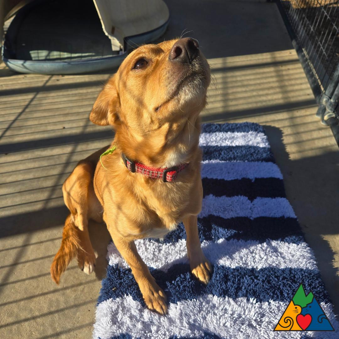 Enlarge Bob, a ADOPTABLE mixed breed in Douglas, WY image 3/3