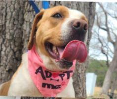 Louie, ADOPTABLE, Adult Female Pit Bull Terrier & Hound.