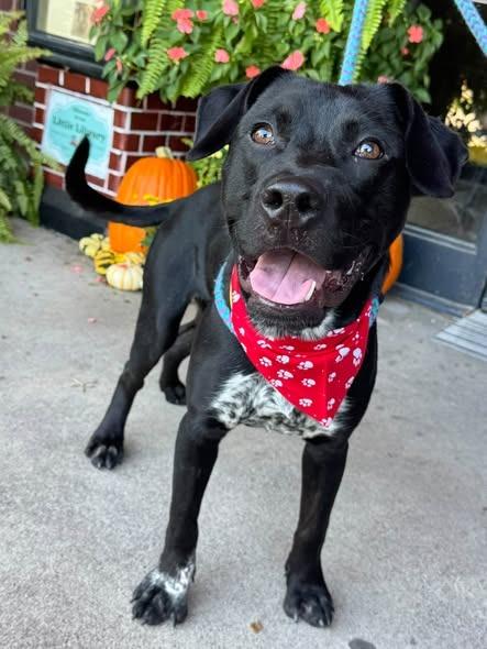 Enlarge Jack Flash, a Adoptable mixed breed in Effingham, IL image 1/6