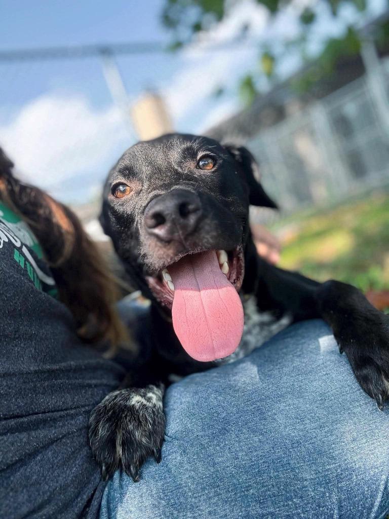 Enlarge Jack Flash, a Adoptable mixed breed in Effingham, IL image 2/6