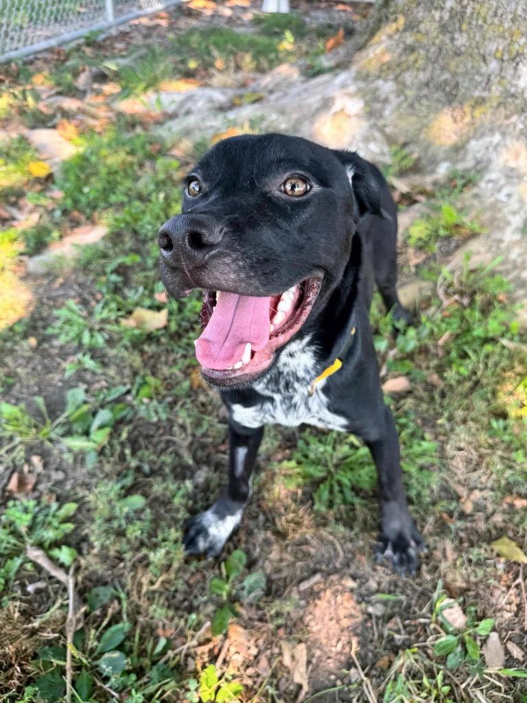 Enlarge Jack Flash, a Adoptable mixed breed in Effingham, IL image 3/6