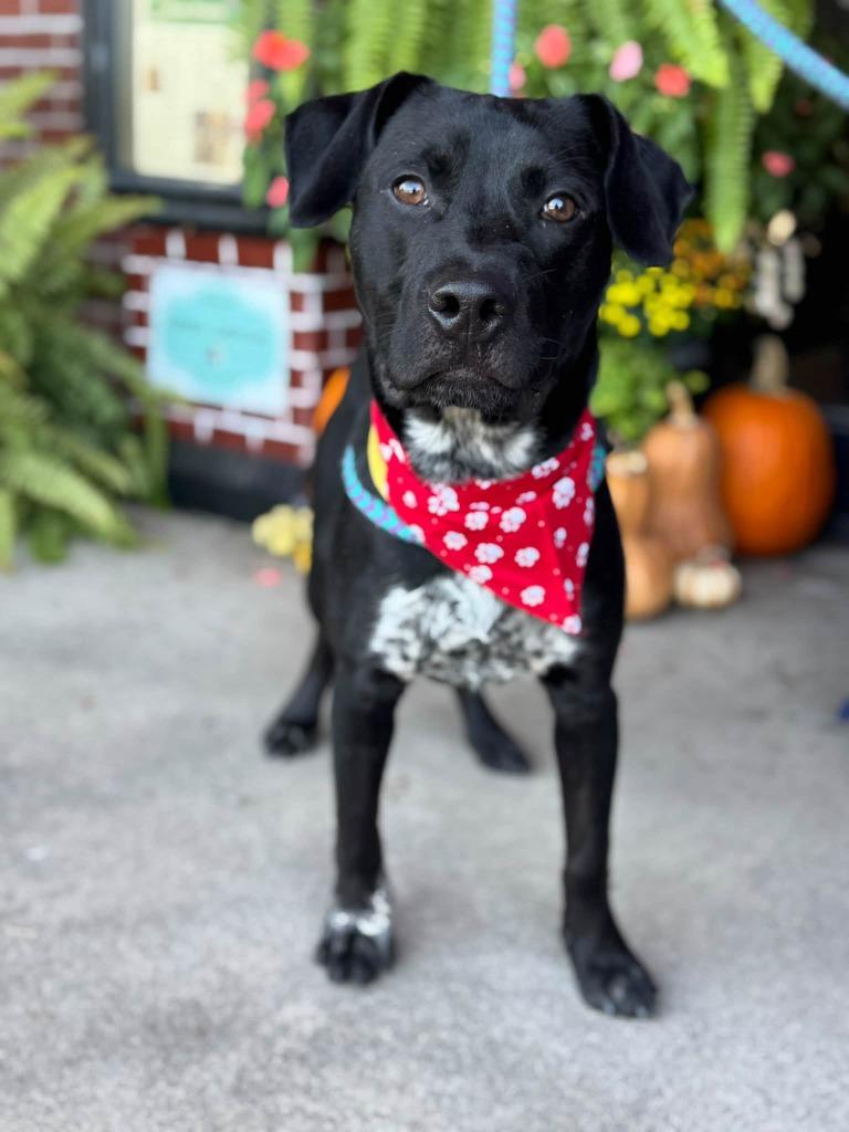 Enlarge Jack Flash, a Adoptable mixed breed in Effingham, IL image 4/6
