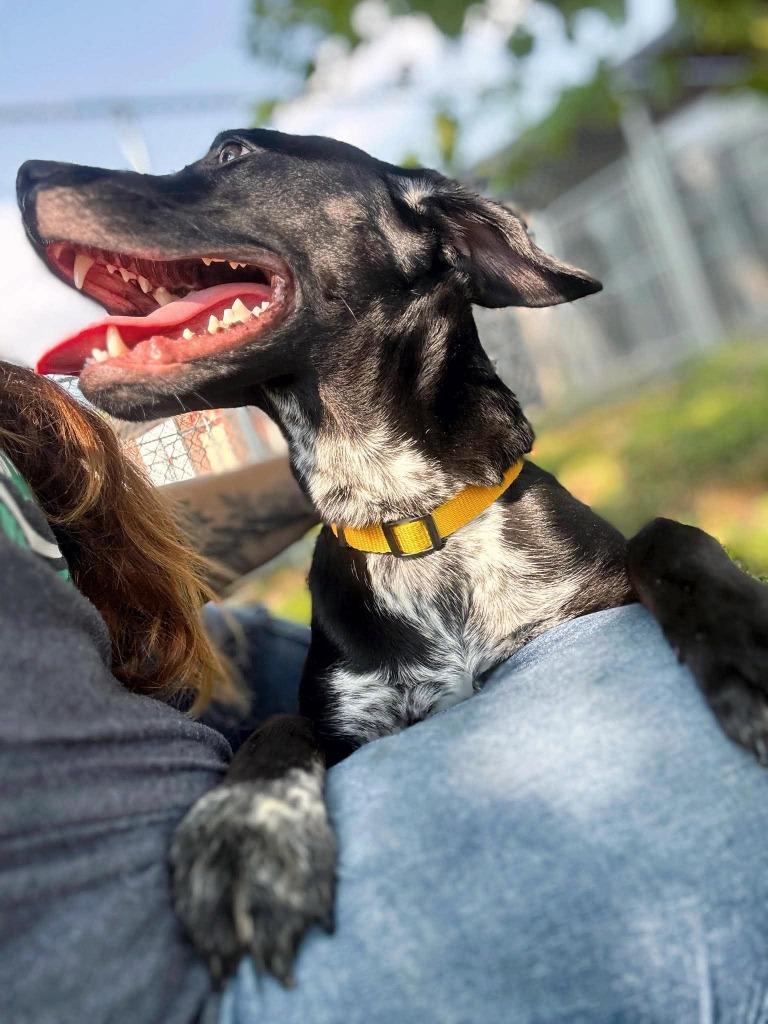 Enlarge Jack Flash, a Adoptable mixed breed in Effingham, IL image 5/6