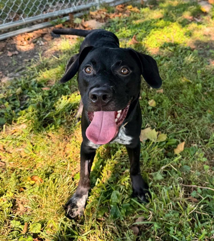 Enlarge Jack Flash, a Adoptable mixed breed in Effingham, IL image 6/6