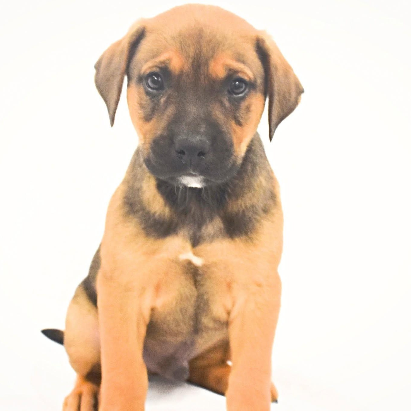 Freddie, Adopted, Puppy Male Boxer & Labrador Retriever.