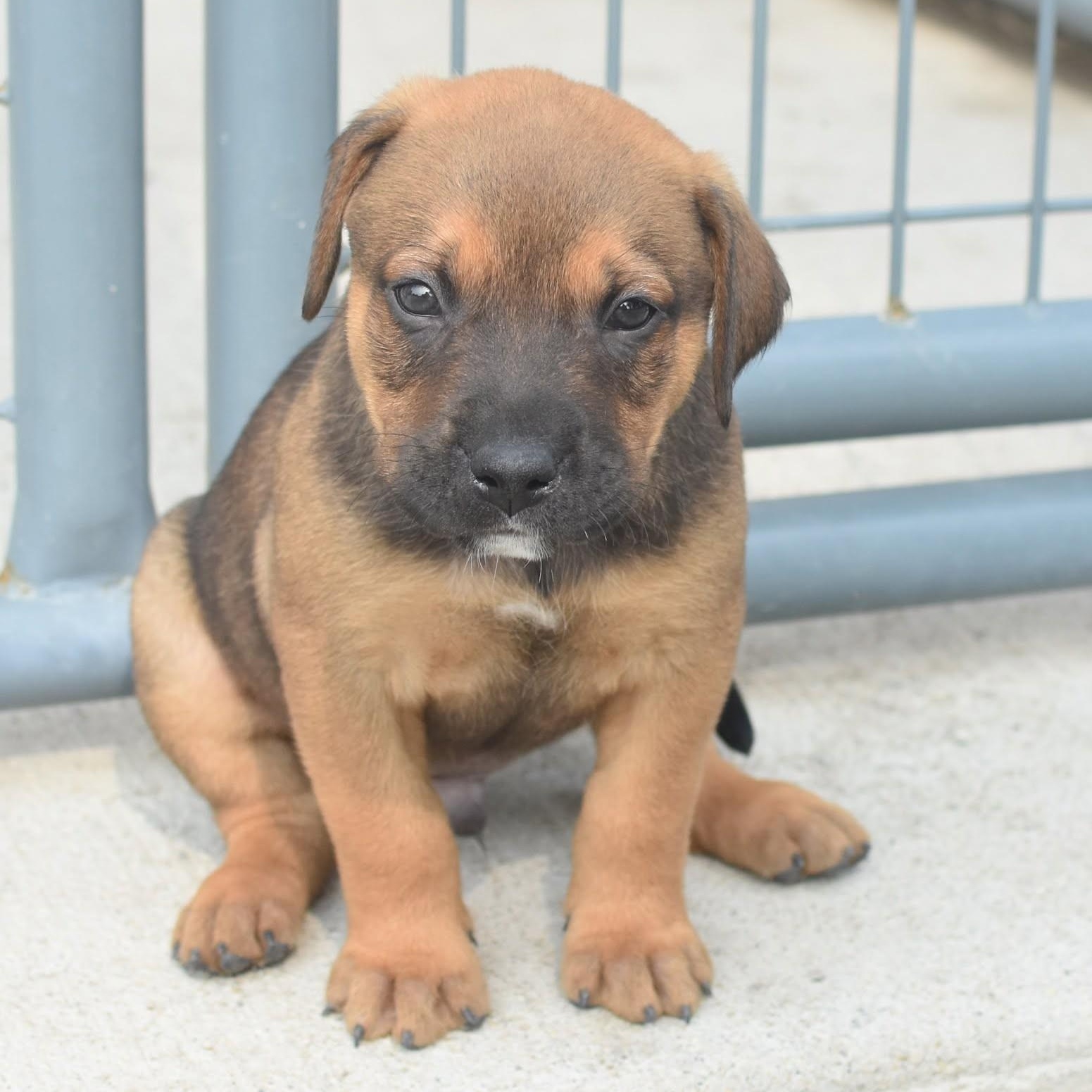 Enlarge Freddie, a Adopted mixed breed in Monon, IN image 2/3