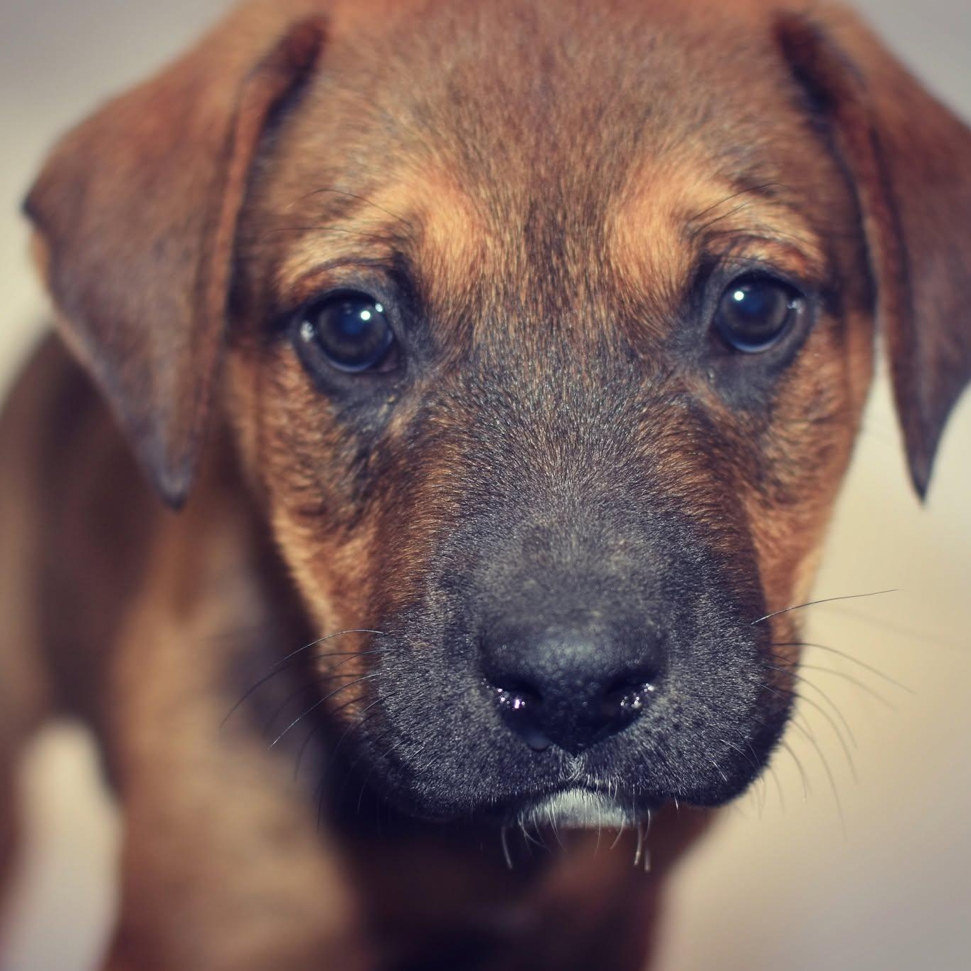 Enlarge Freddie, a Adopted mixed breed in Monon, IN image 3/3