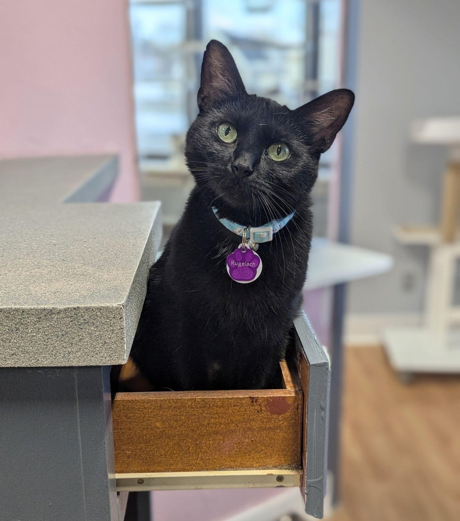 Rugelach, adoptable, Adult Female Domestic Short Hair.