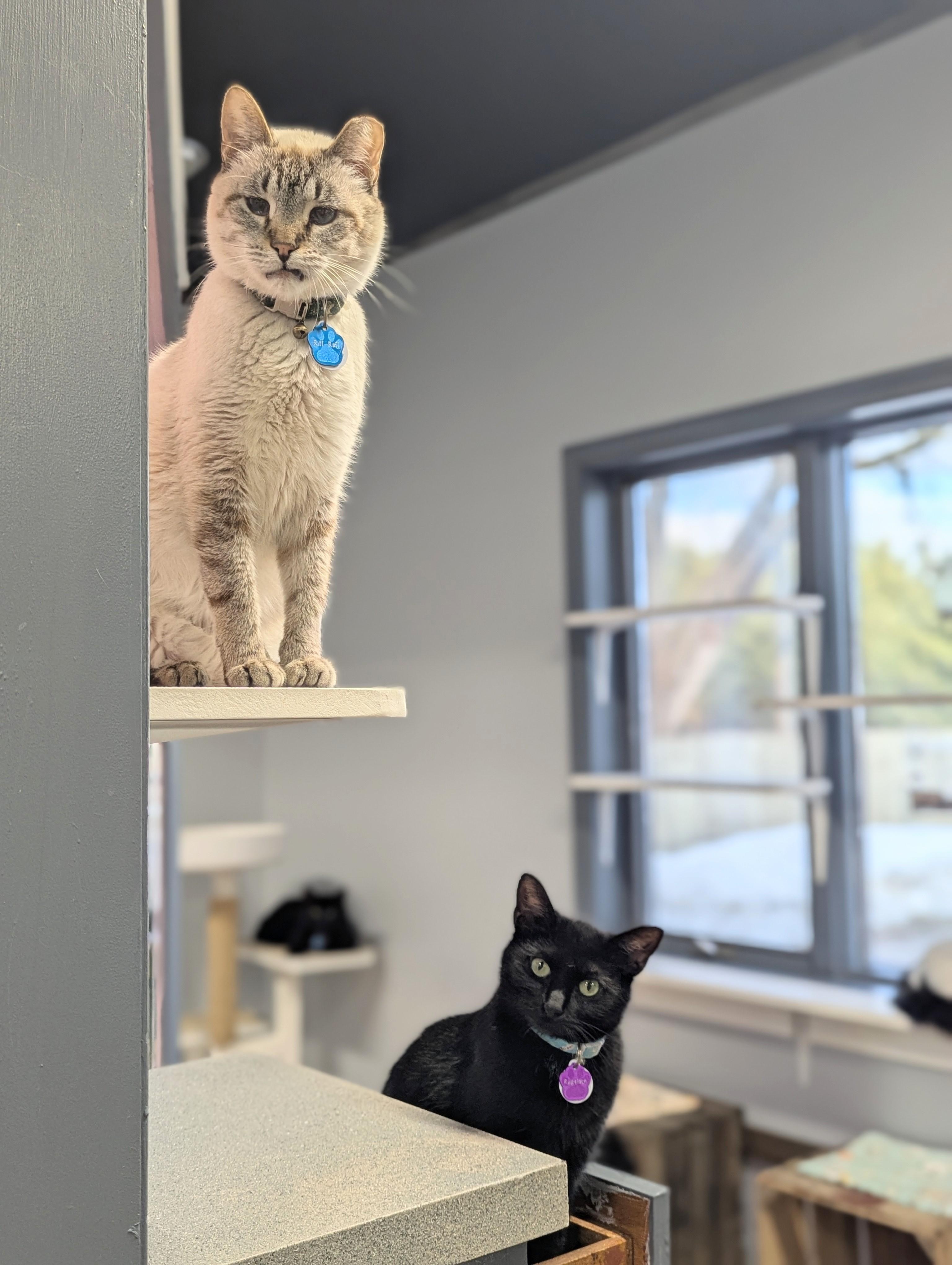 Enlarge Rugelach, an adoptable Domestic Short Hair in Grand Rapids, MI image 2/3